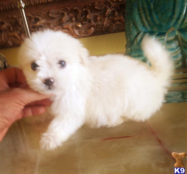 Puppies in CA